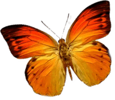 insects & butterfly free transparent png image.