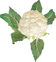 vegetables & Cabbage free transparent png image.