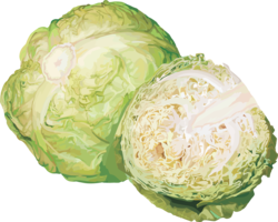 vegetables & Cabbage free transparent png image.