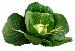 vegetables & Cabbage free transparent png image.