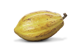 fruits & Cacao free transparent png image.