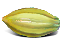 fruits & Cacao free transparent png image.