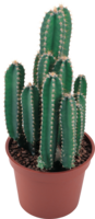 nature & Cactus free transparent png image.