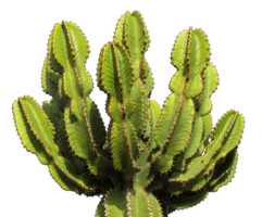 nature & Cactus free transparent png image.