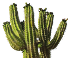 nature & Cactus free transparent png image.