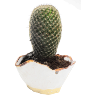 nature & cactus free transparent png image.