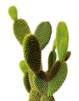 nature & Cactus free transparent png image.