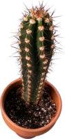 nature & Cactus free transparent png image.