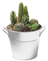 nature & Cactus free transparent png image.