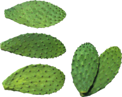 nature & Cactus free transparent png image.