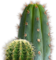 nature & cactus free transparent png image.