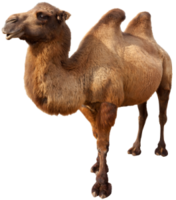 animals&Camel png image.