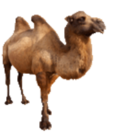 animals & camel free transparent png image.