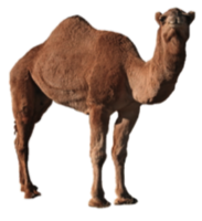 animals & camel free transparent png image.