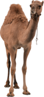 animals & Camel free transparent png image.