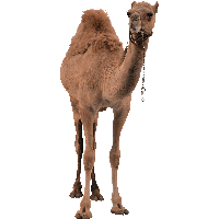 animals & camel free transparent png image.