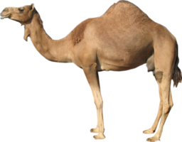 animals & camel free transparent png image.