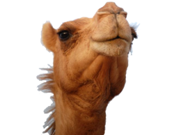 animals & Camel free transparent png image.