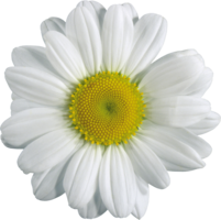 flowers & Chamomile free transparent png image.