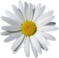 flowers & Chamomile free transparent png image.