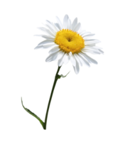 flowers & chamomile free transparent png image.