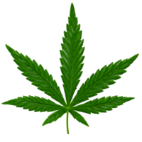 nature & Cannabis free transparent png image.