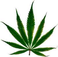 nature & Cannabis free transparent png image.