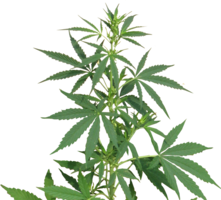 nature & Cannabis free transparent png image.