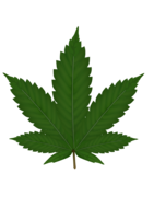 nature & Cannabis free transparent png image.