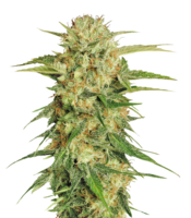 nature & Cannabis free transparent png image.