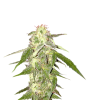 nature & Cannabis free transparent png image.