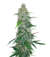 nature & Cannabis free transparent png image.