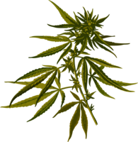 nature & Cannabis free transparent png image.