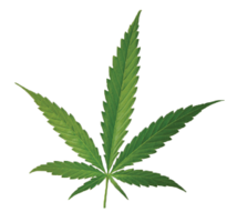 nature & Cannabis free transparent png image.