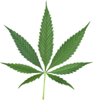 nature & Cannabis free transparent png image.