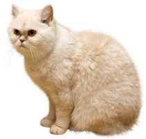 animals & Cats free transparent png image.