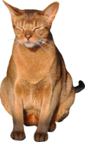 animals & cats free transparent png image.