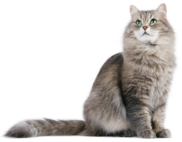 animals & Cats free transparent png image.