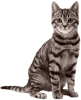 animals & cats free transparent png image.