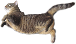 animals & cats free transparent png image.