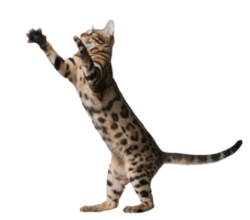 animals & Cats free transparent png image.