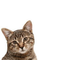 animals & cats free transparent png image.