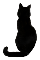 animals & Cats free transparent png image.