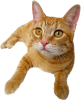 animals & cats free transparent png image.