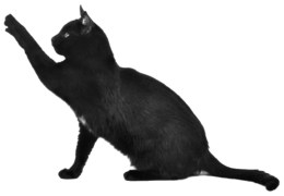 animals & Cats free transparent png image.