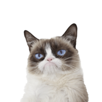 animals & cats free transparent png image.