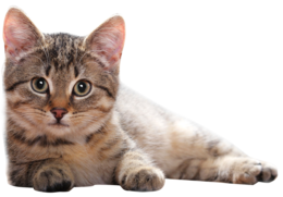 animals & cats free transparent png image.