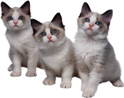 animals & cats free transparent png image.