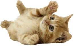 animals & cats free transparent png image.