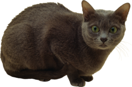 animals & cats free transparent png image.